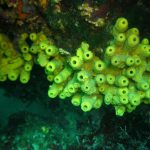 Korallen - Tauchfreizeit Kroatien