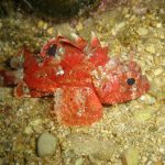 Roter Drachenfisch - Tauchfreizeit Kroatien